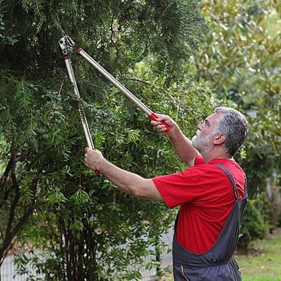 Tree Trimming and Lopping